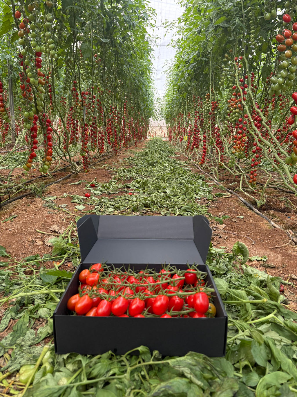 Tomate Cherry Pera · 3kg