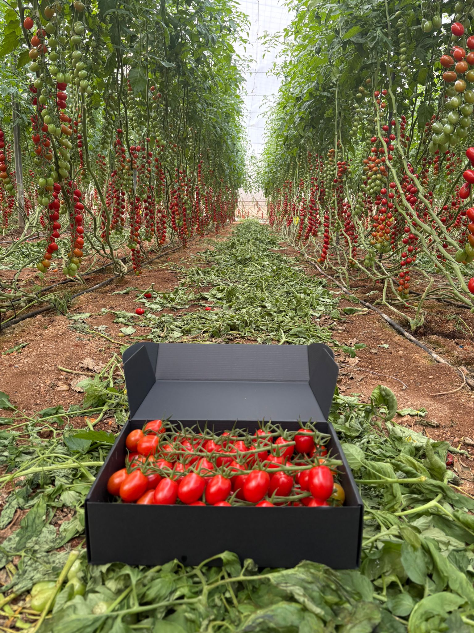 Tomate Cherry Pera · 3kg