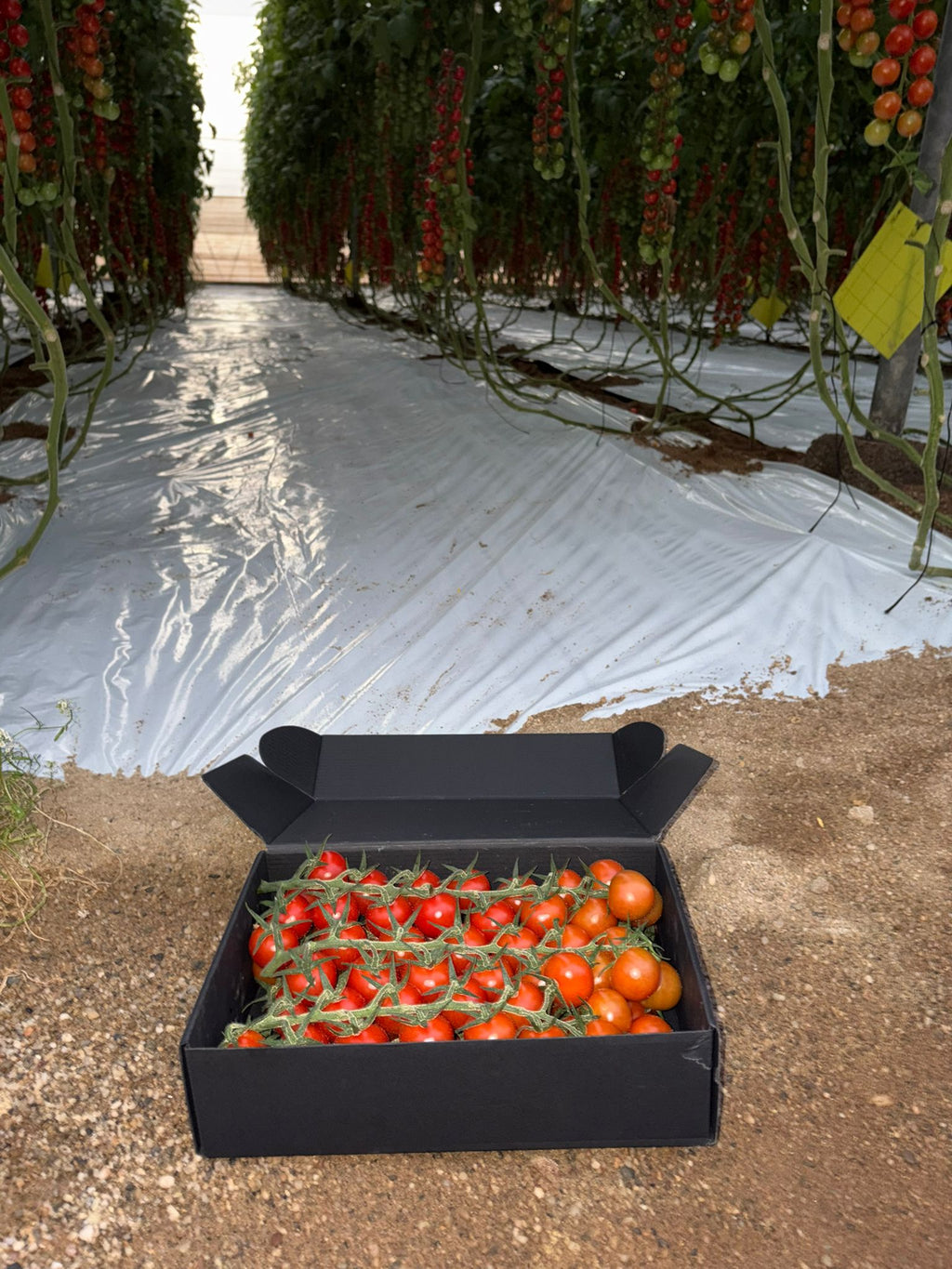 Tomate Cherry Redondo · 3kg