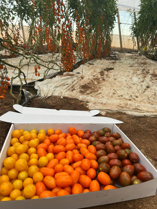 Tomate Mix de Colores · 3kg