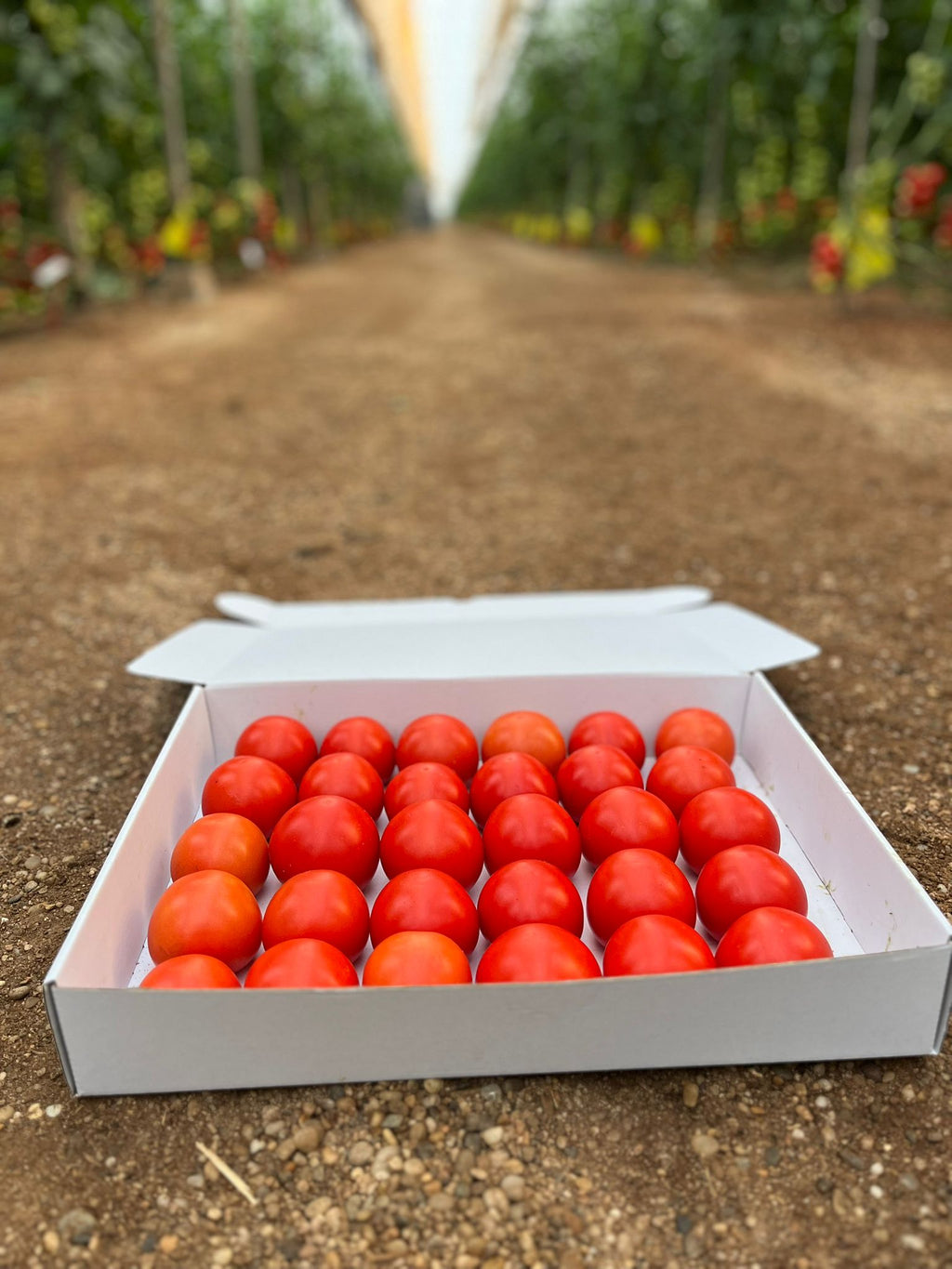 Tomate Rama · 3kg
