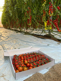 Tomate Cherry Redondo · 3kg