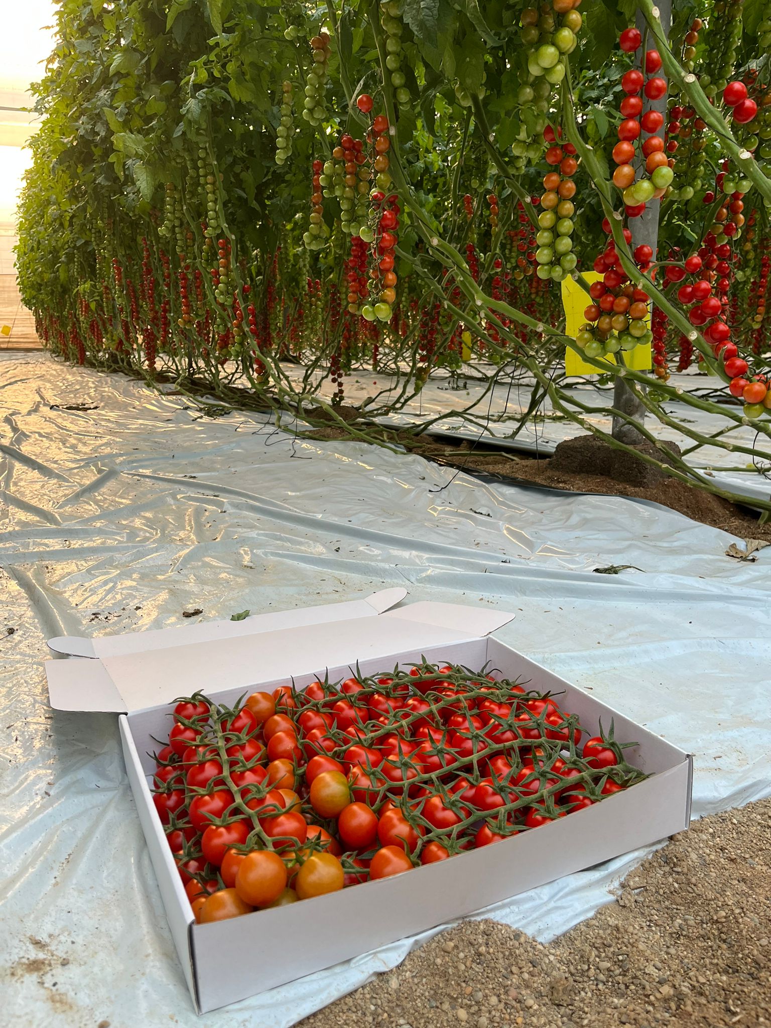 Tomate Cherry Redondo · 3kg