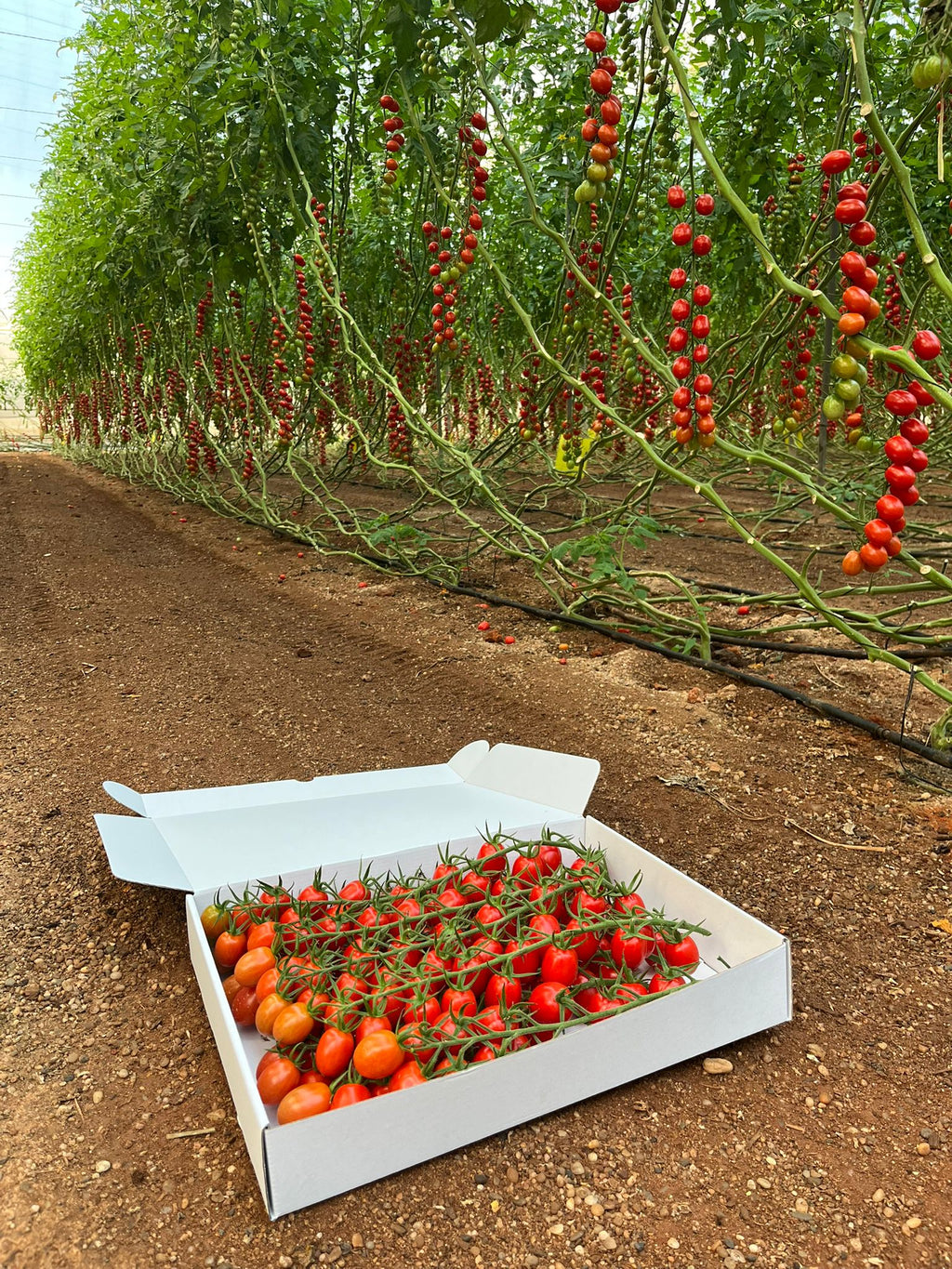 Tomate Cherry Pera · 3kg