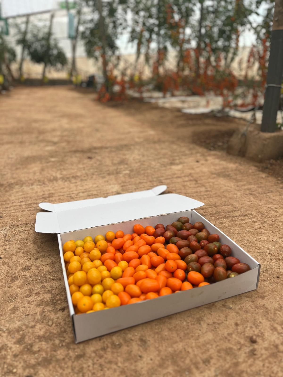 Tomate Mix de Colores · 3kg