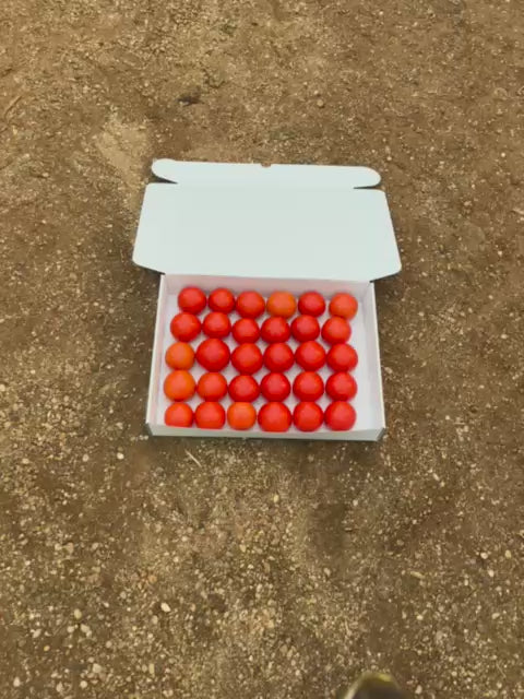 Tomate Rama · 3kg